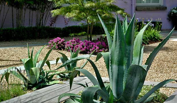 Mediterranean planting to gravel garden and deck insert.